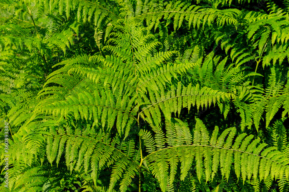 Large fern leaf. Plants in the mountain concept Large fern leaf. Plants in the mountain concept
