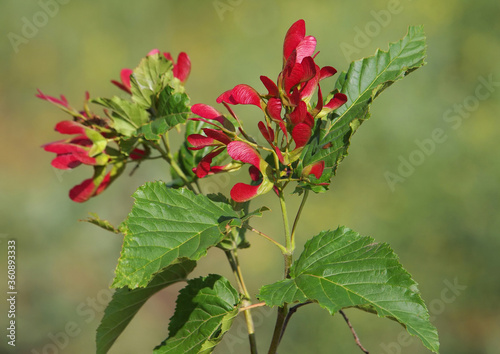 Tatar maple or Tatarian maple, Acer tataricum photo