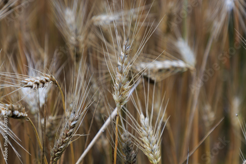 Wheat plant in the field about to harvest. Basic food concept