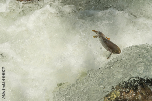 Fotografia Yellowstone cutthroat trout swimming upstream to spawn;  Yellowstone NP;  Wyomin