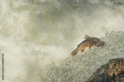 Yellowstone cutthroat trout swimming upstream to spawn; Yellowstone NP; Wyoming