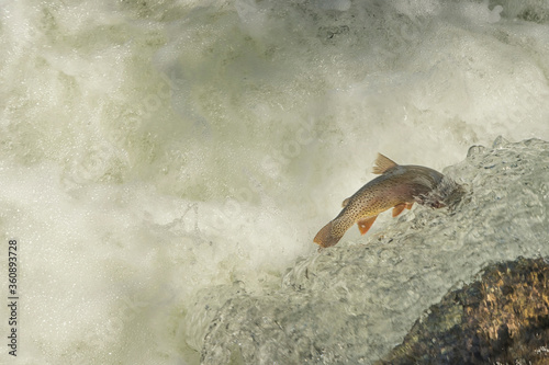 Yellowstone cutthroat trout swimming upstream to spawn;  Yellowstone NP;  Wyoming photo