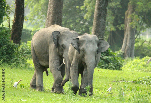 Indian (Asian) Elephant male in musth checking on the female photo