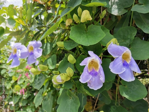 lilac flowers in the garden