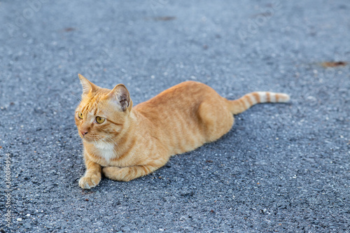 Wall Mural The brown and white cats all over the place sit on a concrete road