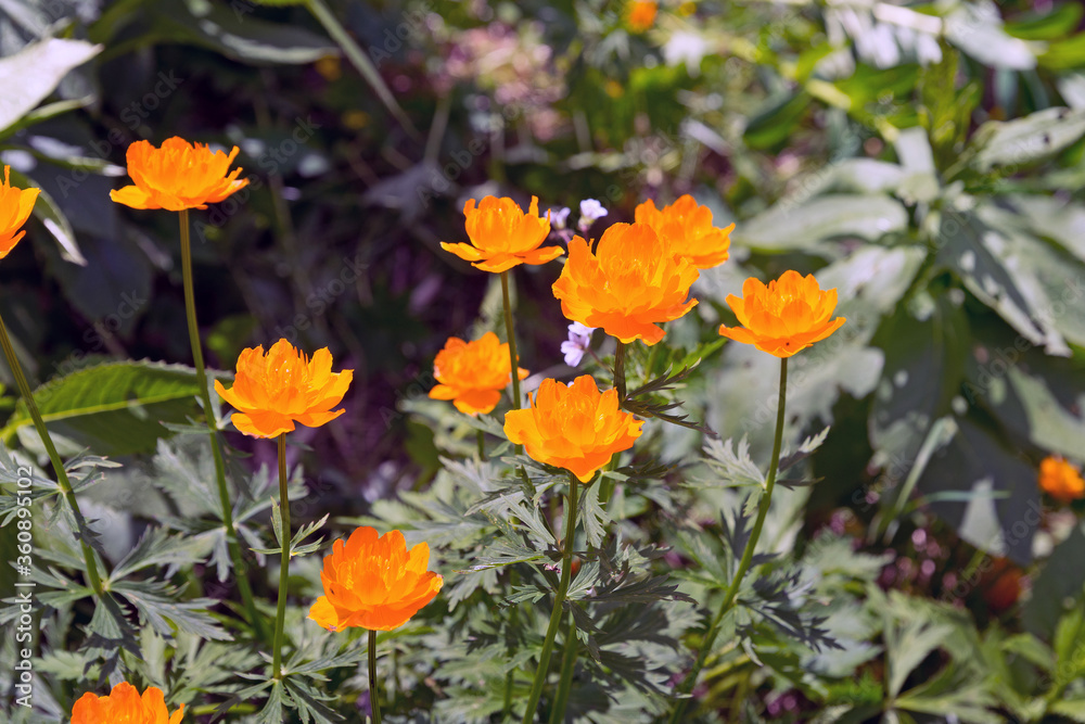 blooming globe-flower in a clearing in Ergaki