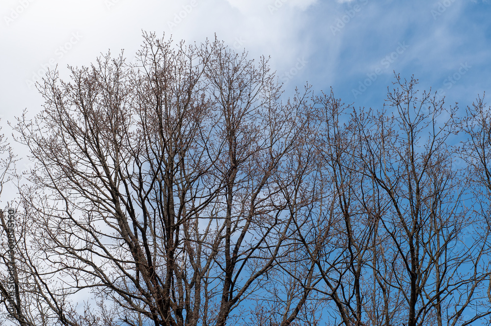 Dark branches of trees without leaves on a background of blue sky with a white cloud. View from below. Dark branches of trees without leaves on a background of blue sky with a white cloud. View from below.