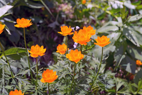 blooming globe-flower in a clearing in Ergaki