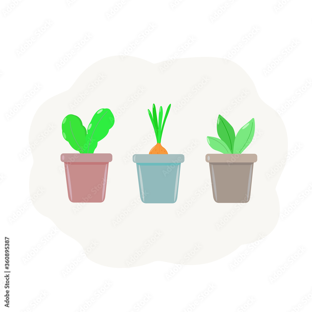 Green onions and green sprout plants in pots for planting in the garden on a white background. Green onions and green sprout plants in pots for planting in the garden on a white background.