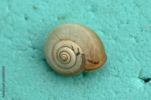 Kartäuserschnecke (Monacha cartusiana) photo