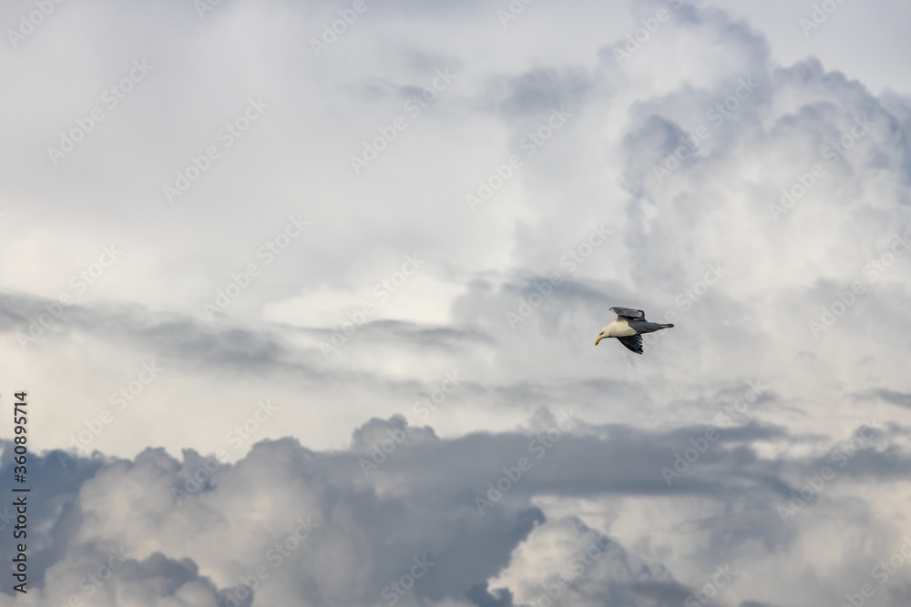 Flying seagull in the stormy sky Flying seagull in the stormy sky