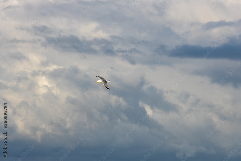 Flying seagull in the stormy sky
