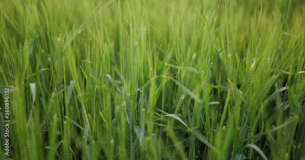 Green wheat field and sunny day. ripening ears of meadow wheat field.
Green wheat field and sunny day. ripening ears of meadow wheat field.