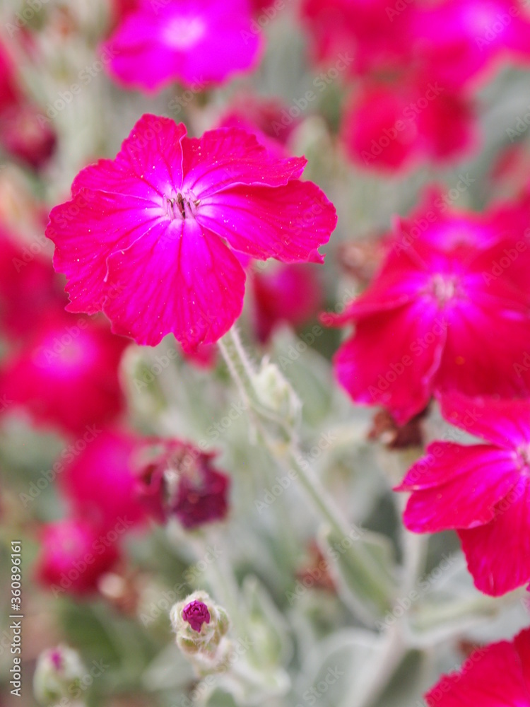 Obraz premium flowers in garden