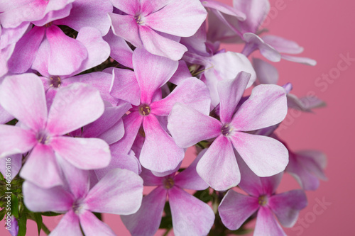 Inflorescence of pink phlox Isolated on a pink background.