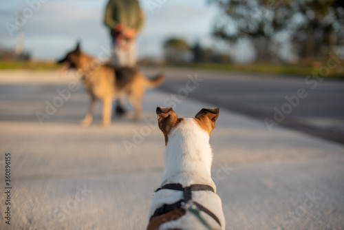 Vászonkép Terrier with raised ears staring at german shepherd in distance