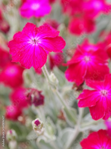 flowers in garden