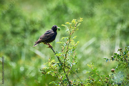 Common starling with a worm in his beak (Sturnus vulgaris) 