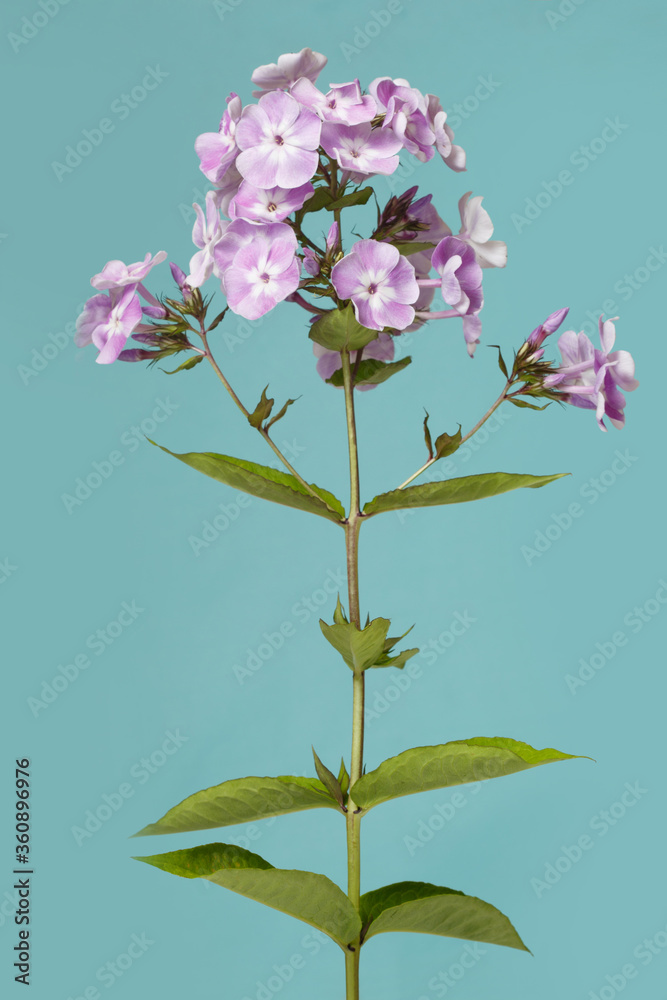 Inflorescence of lilac phlox Isolated on a turquoise background.