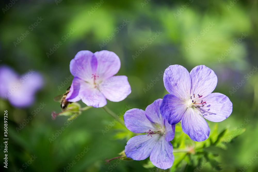 Bells blooming in the garden