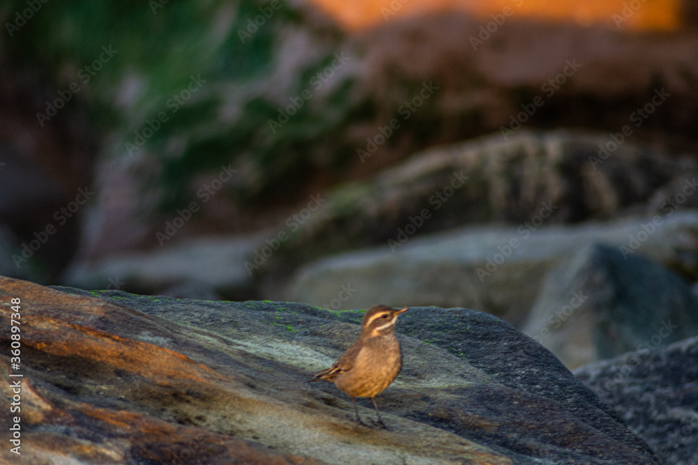 Obraz premium Little bird