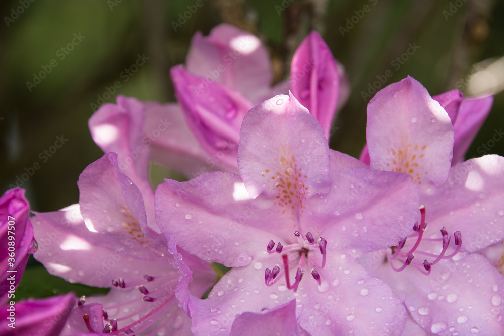 Blooming rhododendrons