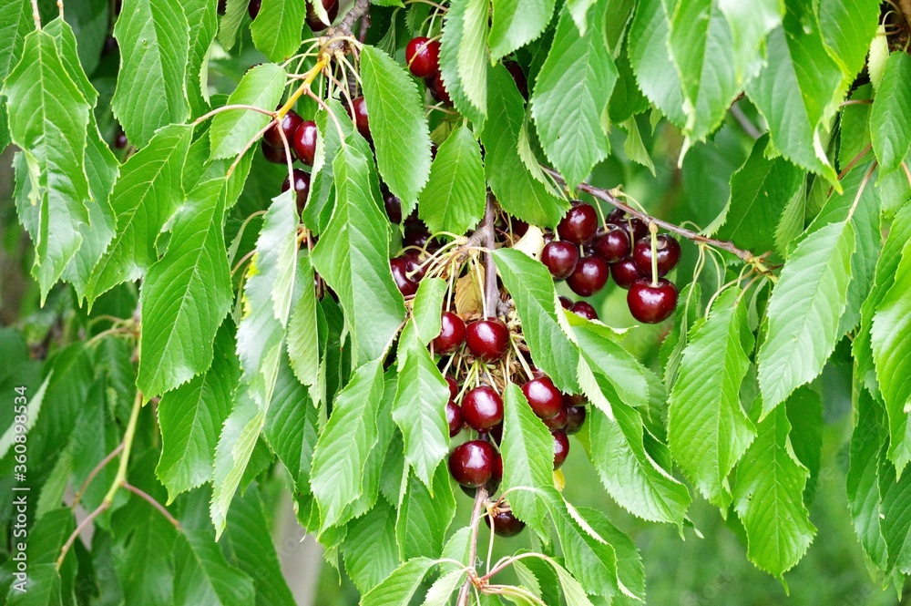 Kirschen am Baum