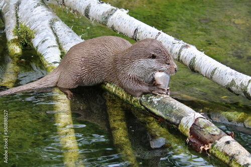 Fischotter auf einem Birkenstamm frisst einen Fisch photo