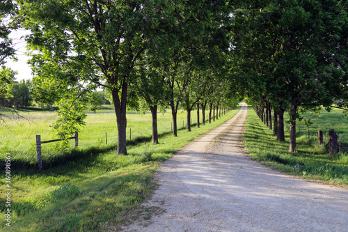 a beautiful tree lined dirt driveway leading through a lush meadow
