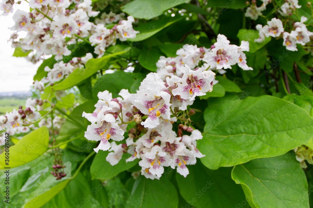 Trompetenbaum Blüten Trompetenbaum Blüten