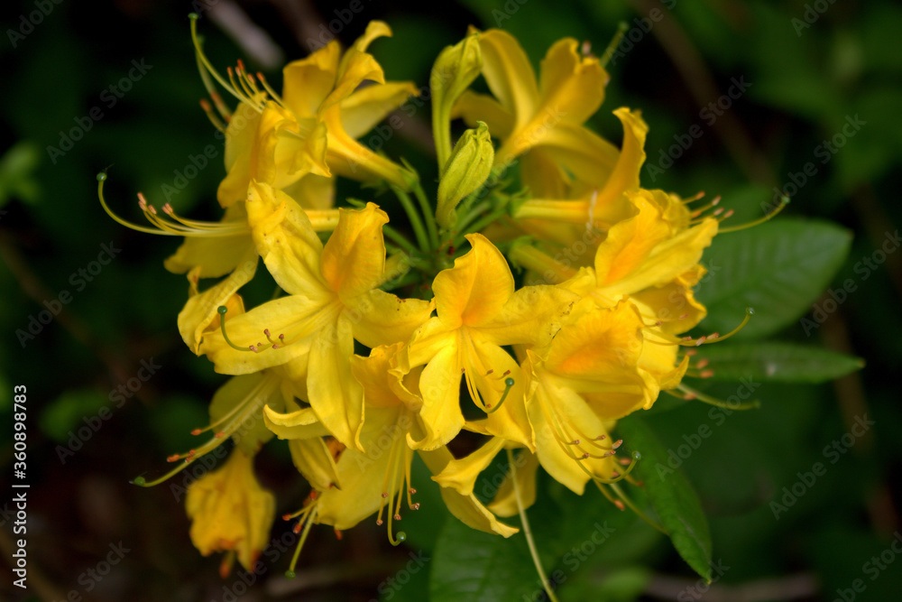 Rhododendron - flowering shrub in yellow flowers Rhododendron - flowering shrub in yellow flowers