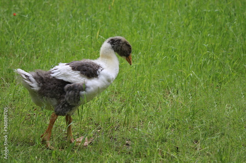 junge Hausgans in artgerechter Tierhaltung auf dem Bauernhof photo