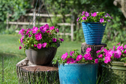 Beautiful impatiens flowers in green and blue ceramic flower pots. Lifestyle summer relaxation scene.