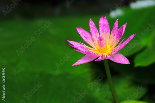 Beautiful of waterdrop on purple lotus blooming in closeup with blurry background.