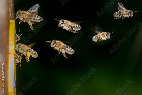 bees flying to the hive - bee breeding (Apis mellifera)