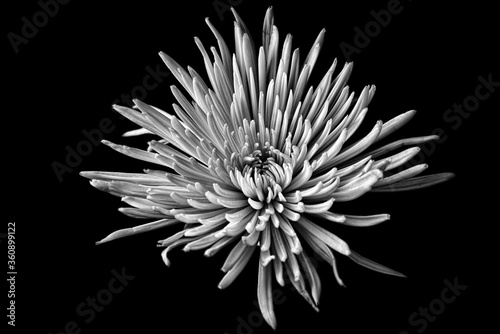 Black and White spider bloom chrysanthemum
