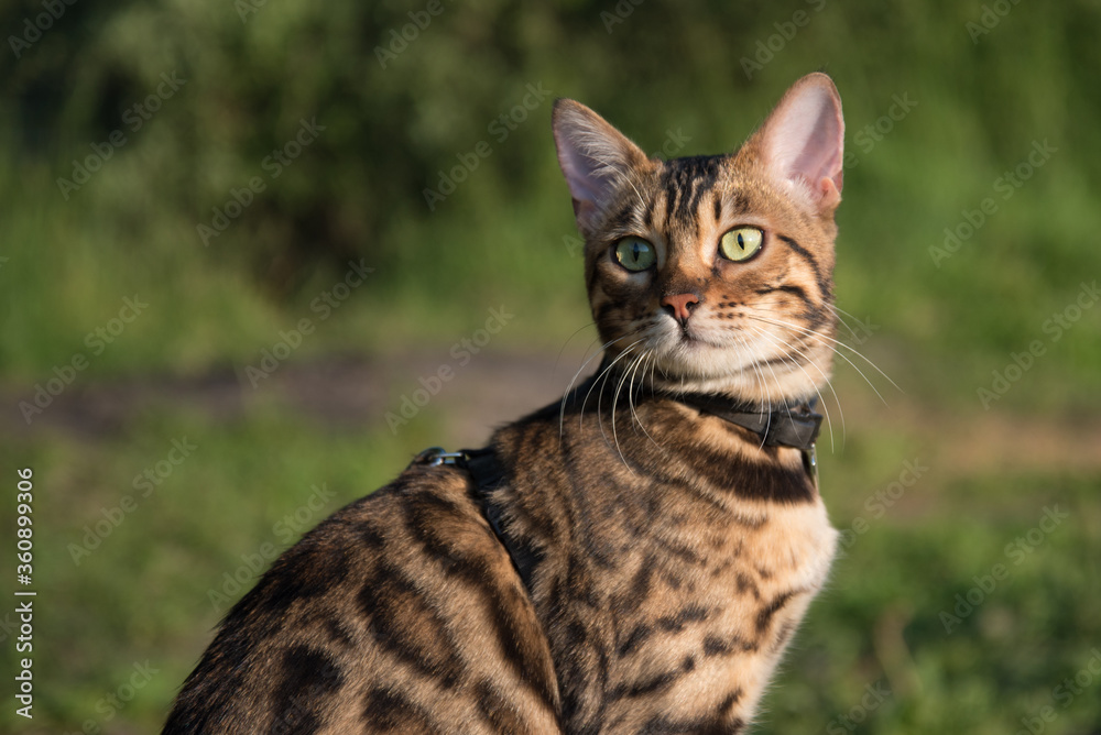 Bengal cat in the sun, sitting on a log. Rich colors, greenery and warmth. Close-up, portrait. Bengal cat in the sun, sitting on a log. Rich colors, greenery and warmth. Close-up, portrait.