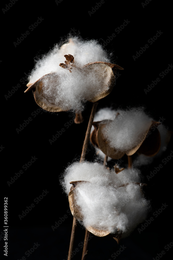 Fototapeta premium Fresh white cotton on branch