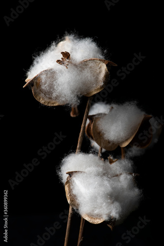 Fresh white cotton on branch