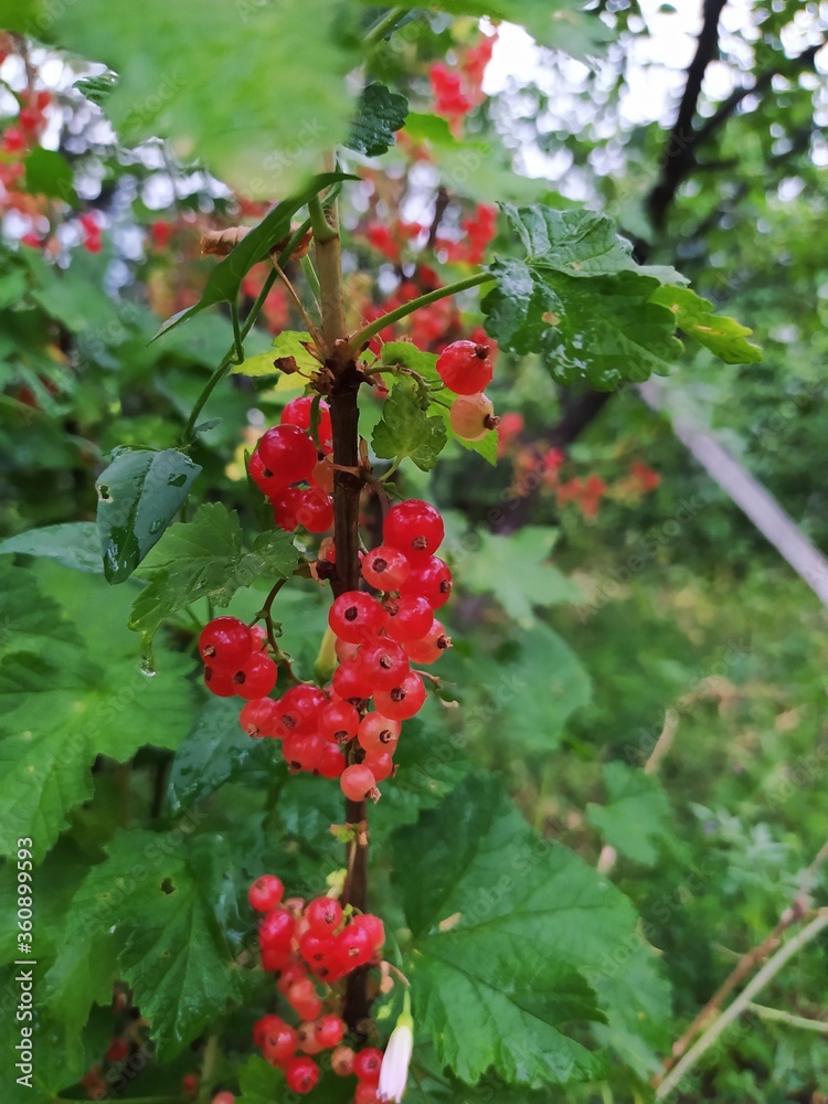 The red color of groseilles makes you want to eat it by greed,
