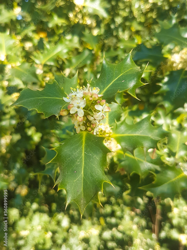 Holly (in german Europäische Stechpalme) Ilex aquifolium Holly (in german Europäische Stechpalme) Ilex aquifolium