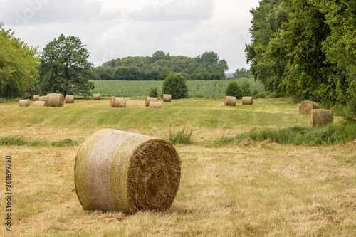 on mowed meadow lie pressed round bales of hay