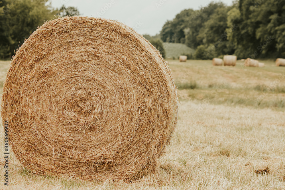on mowed meadow lie pressed round bales of hay on mowed meadow lie pressed round bales of hay