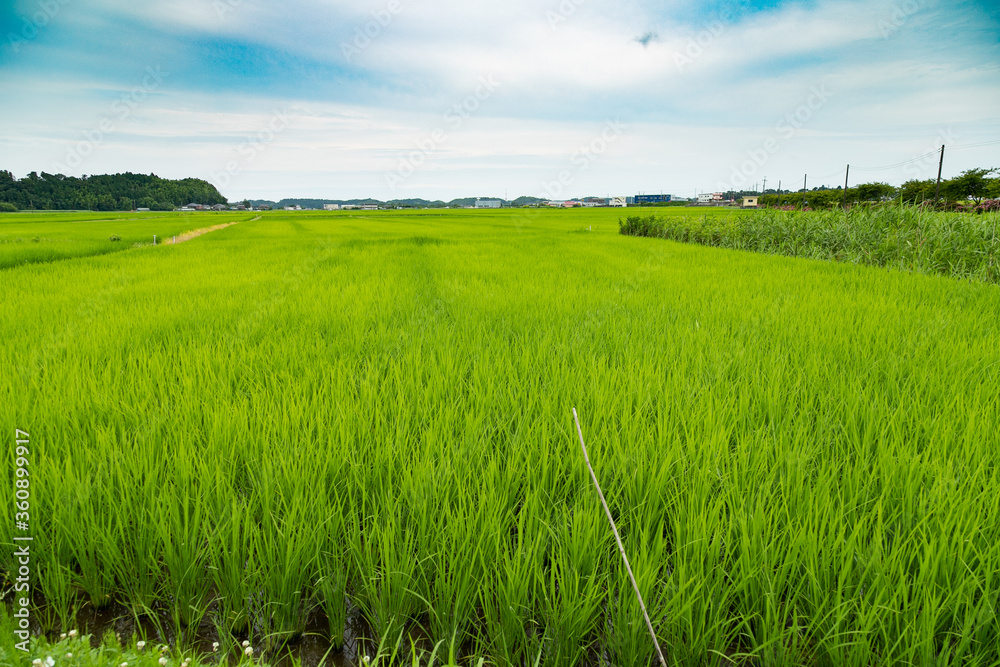 Fototapeta premium 日本の初夏の田園風景 千葉県多古町