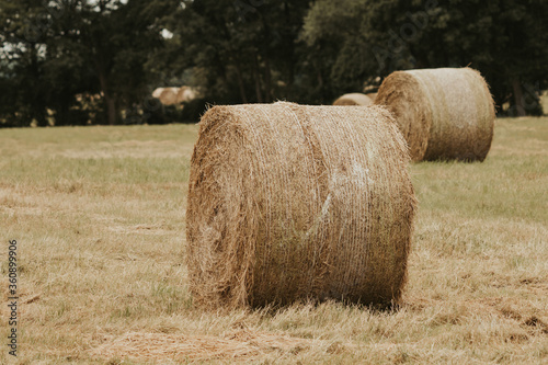 on  mowed meadow lie pressed round bales of hay photo