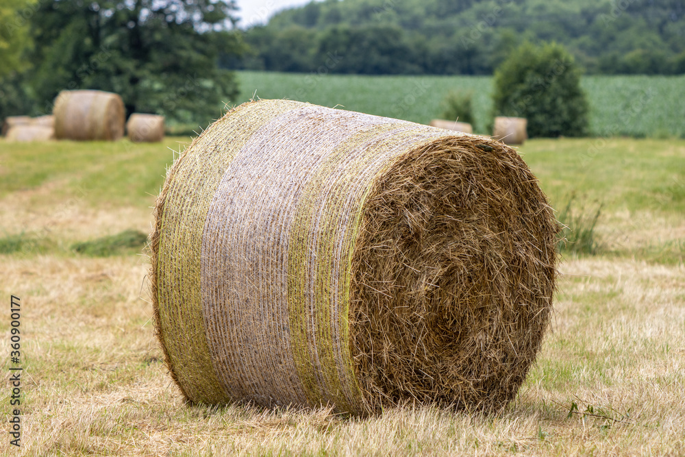 on  mowed meadow lie pressed round bales of hay