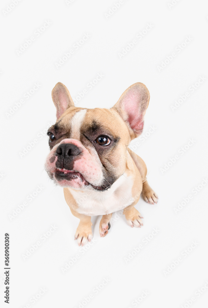 French Bulldog angry and sitting isolated on white