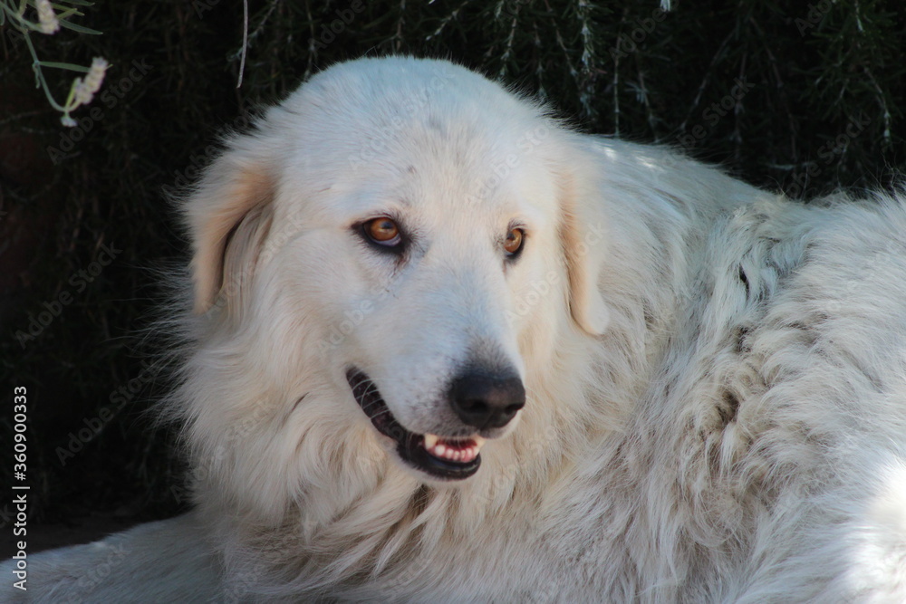 The Italian shepherd dogs,the common name is maremmano-abruzzese sheepdog they are guarding a sheep flock,this kind of dogs are have gentle facial expressions.Big white italian fluffy dog .