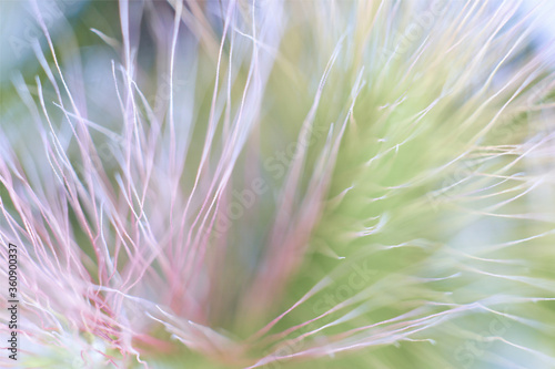 blurred multi-colored bundles of feather grass, background