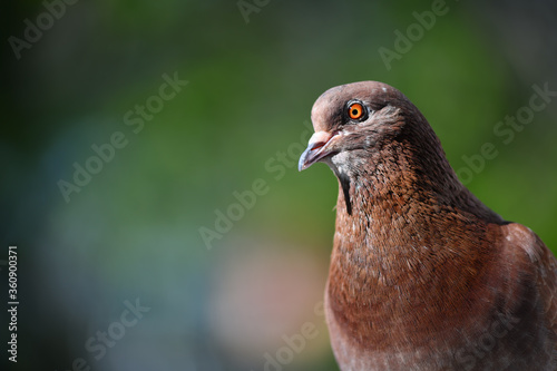Portrait of a brown dove